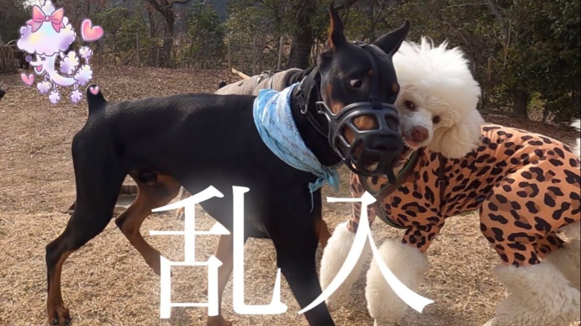 ドーベルマンのオフ会に特攻してきた! EP-268 ドーベルマンのオフ会に特攻してきた! EP-268