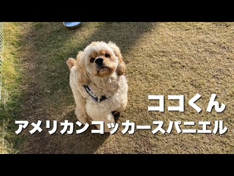 アメリカン・コッカー・スパニエル ココくん【American cocker spaniel】 アメリカン・コッカー・スパニエル ココくん【American cocker spaniel】