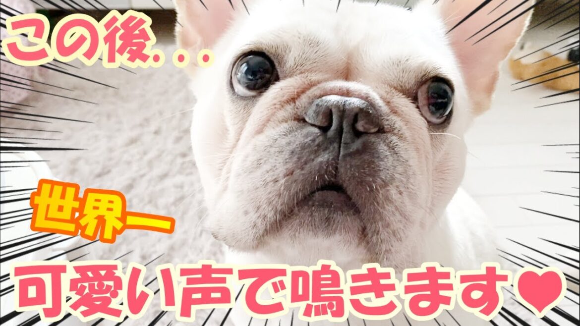 顔に似合わず乙女ボイスを連発するフレンチブルドッグ【frenchbulldog】