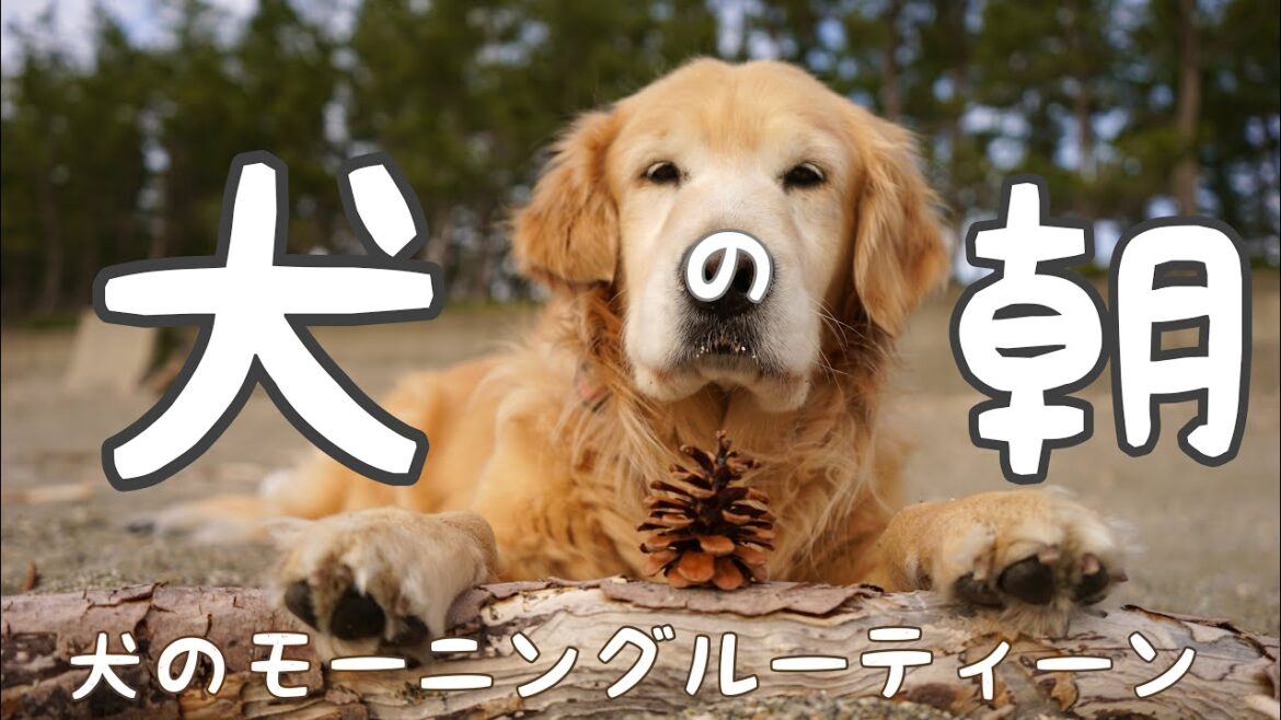 【犬のモーニングルーティーン】ゴールデンレトリーバーきんちゃんの朝！！