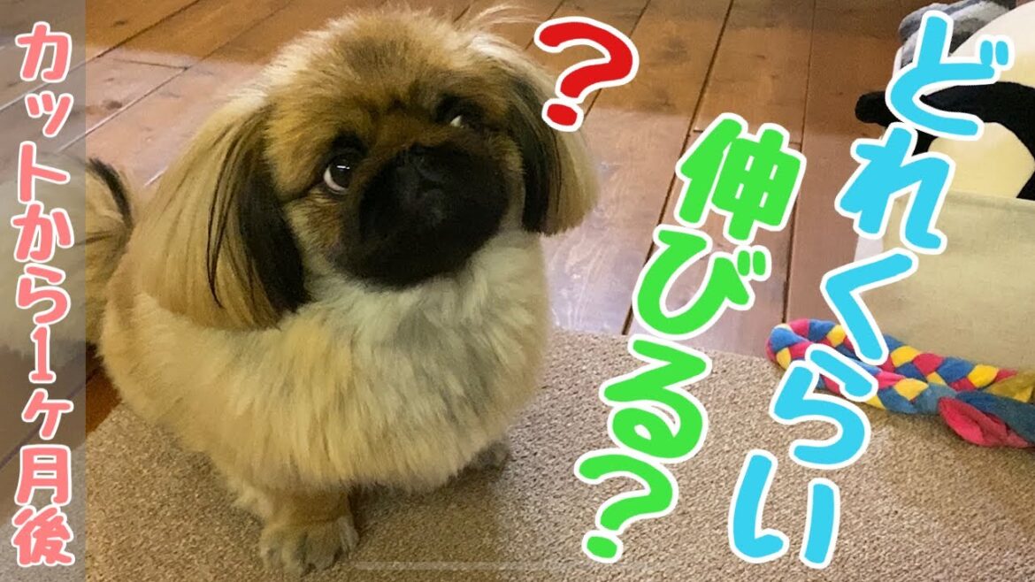 【ペキニーズ】１ヵ月でペキニーズの毛はどれくらい伸びるのか比べてみた。