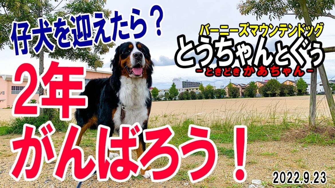 大型犬散歩／バーニーズを迎えたら2年がんばろう！