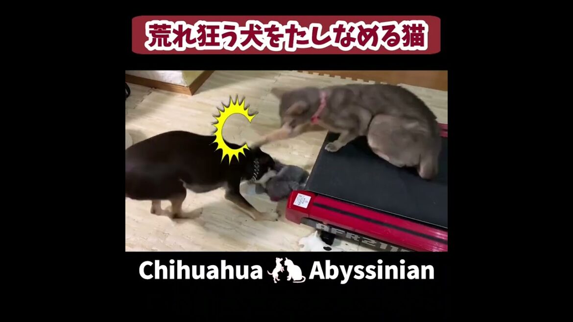 (チワワ&アビシニアン) 荒れ狂う犬をたしなめる猫 #shorts