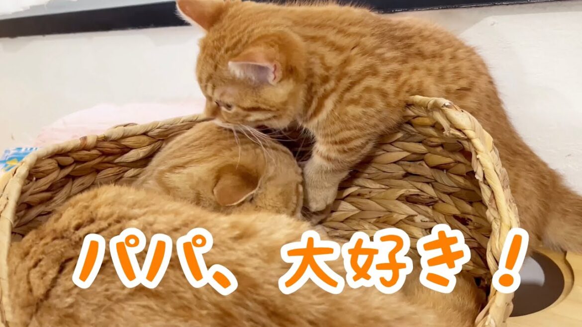 マンチカンの茶々パパと子猫のぽちゃくん💓