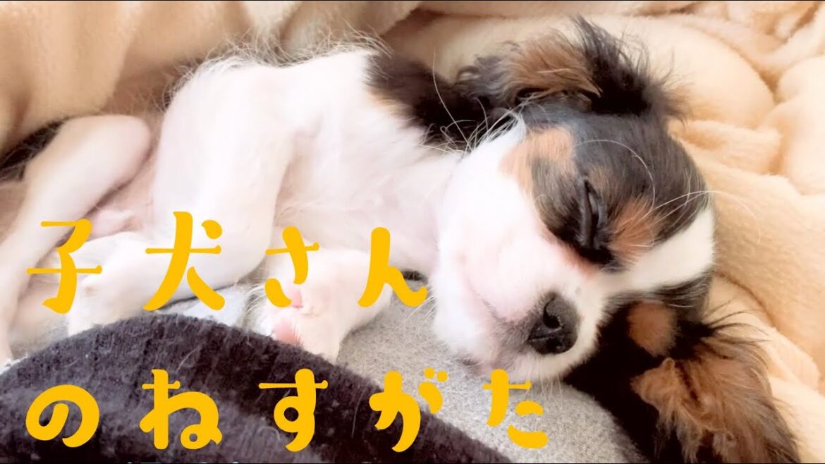 【キャバリア・キング・チャールズ・スパニエル】子犬♡生後3ヶ月♡超かわいいねすがた！