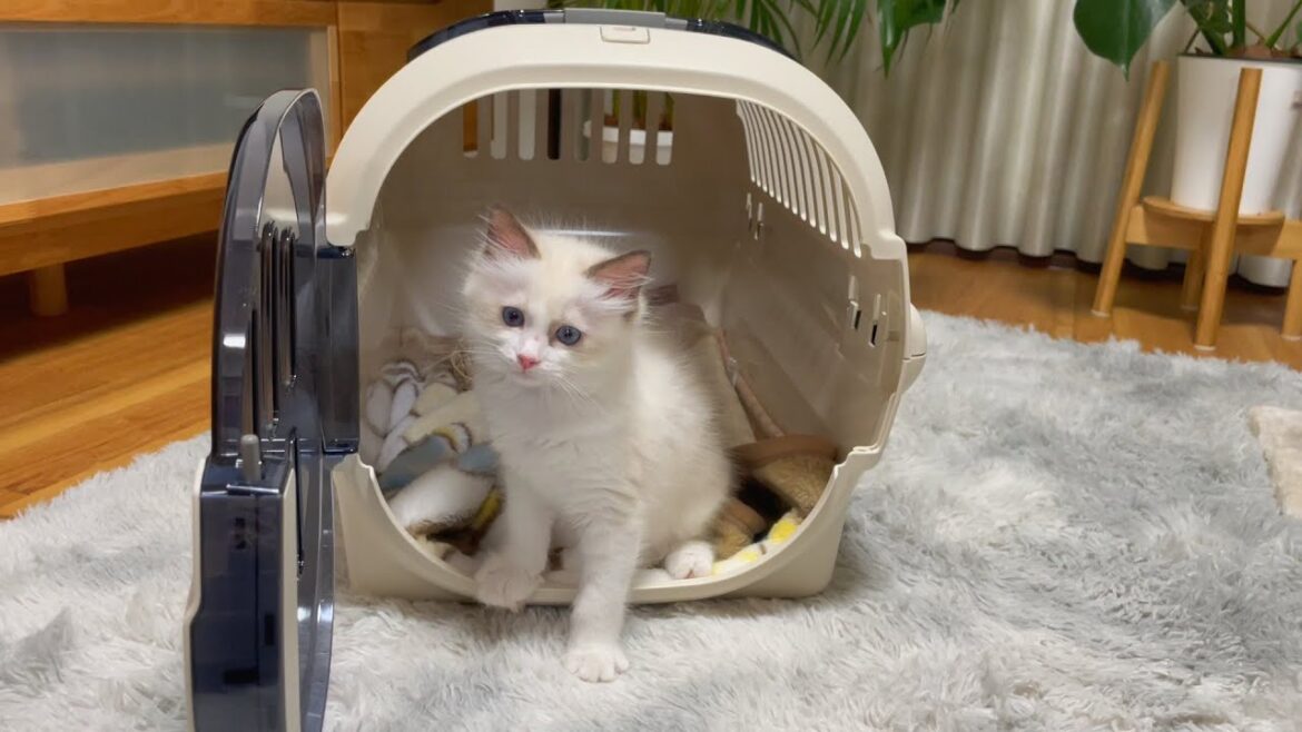 ラグドールの赤ちゃんをわが家にお迎えしました♡