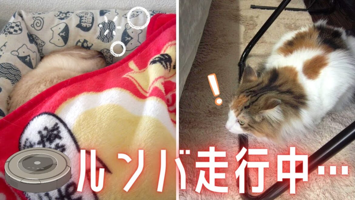 保護猫＆美人猫の反応は？ルンバを投入して2週間たった結果【シャム猫/シャムミックス・ノルウェージャンフォレストキャット】