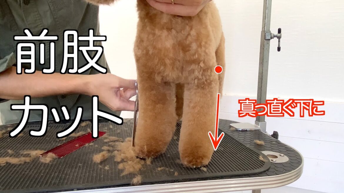 poodle grooming　前肢のカット✂︎ トイプードルのトリミング【ノーカット】