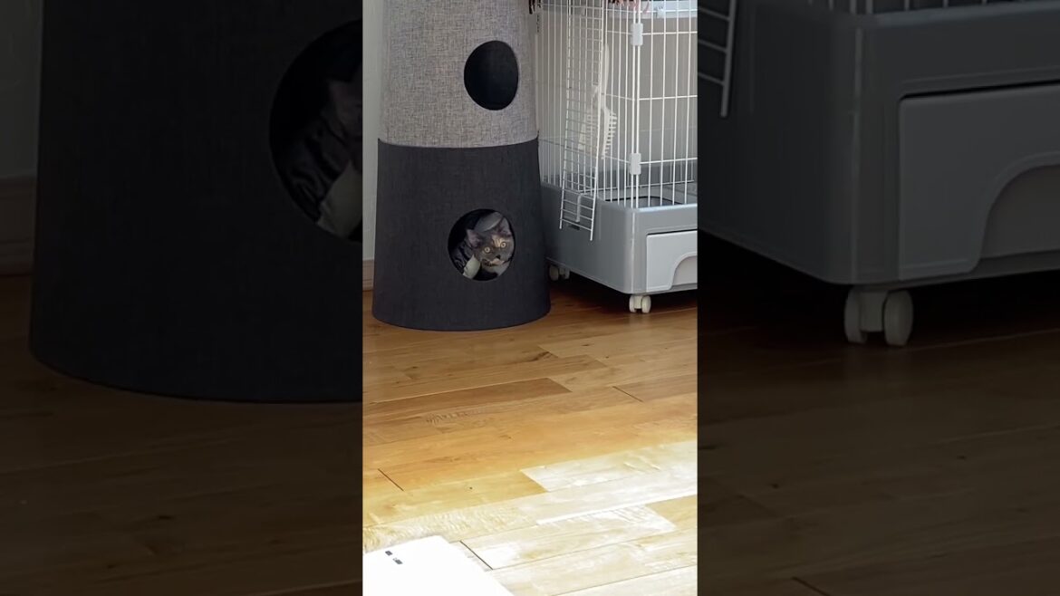 キャットタワーからひょっこり🐈#セルカークレックス #短毛 #子猫成長記録