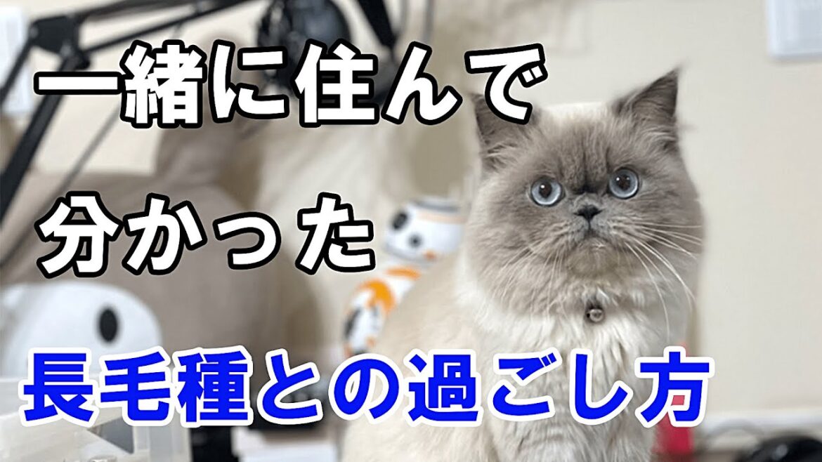 長毛種の猫の飼い方は？どんなお手入れが必要？【魅力も紹介】