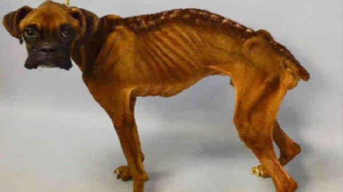 骨が浮き出るほど痩せこけたボクサー犬。飼い主に見捨てられ瀕死の状態だった犬は命の危機を脱するとたちまち人気者になりました【感動実話 動物】 骨が浮き出るほど痩せこけたボクサー犬。飼い主に見捨てられ瀕死の状態だった犬は命の危機を脱するとたちまち人気者になりました【感動実話 動物】