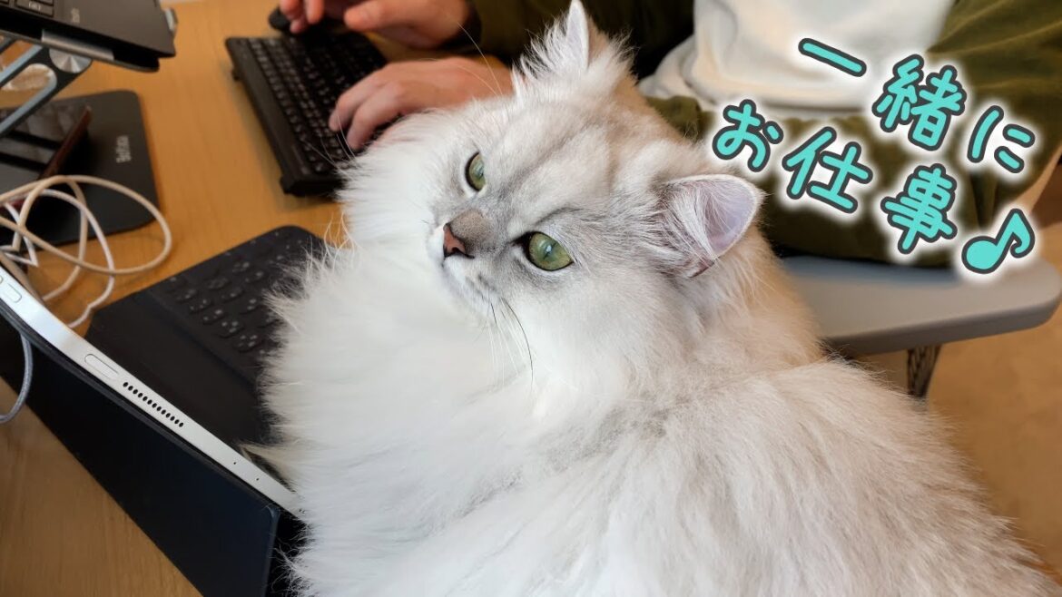 パソコン大好きな猫に仕事を邪魔されます笑［ペルシャ猫］