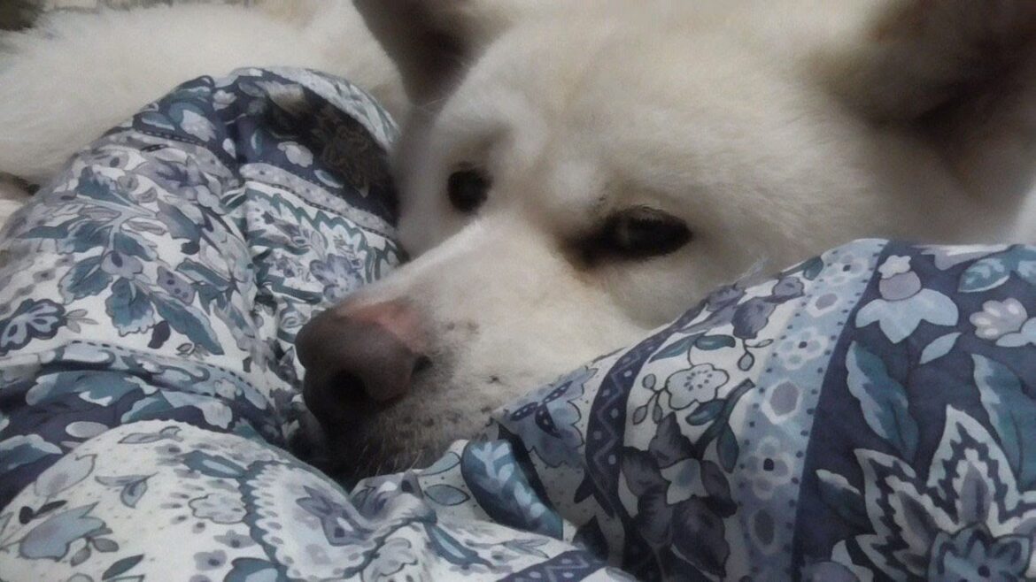 【秋田犬ゆうき】暖かくて飼い主も近くにいる場所を見つけたのでもう動かない事に決めた【akita dog】