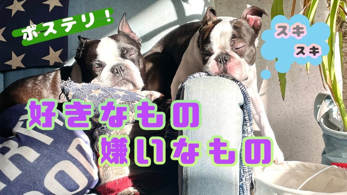 第16話「ボストンテリア1歳と5歳の好きなもの嫌いなもの」