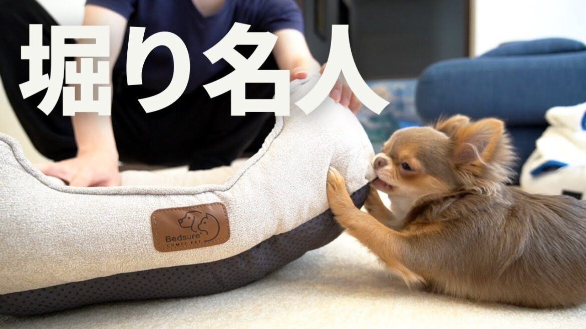 【大興奮】アラサー男子から子犬チワワへの貢ぎ物「新しいペットベッド」
