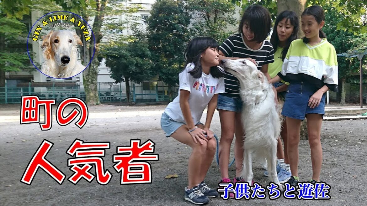 ボルゾイ ・公園で遊ぶ子供たちとのひととき
