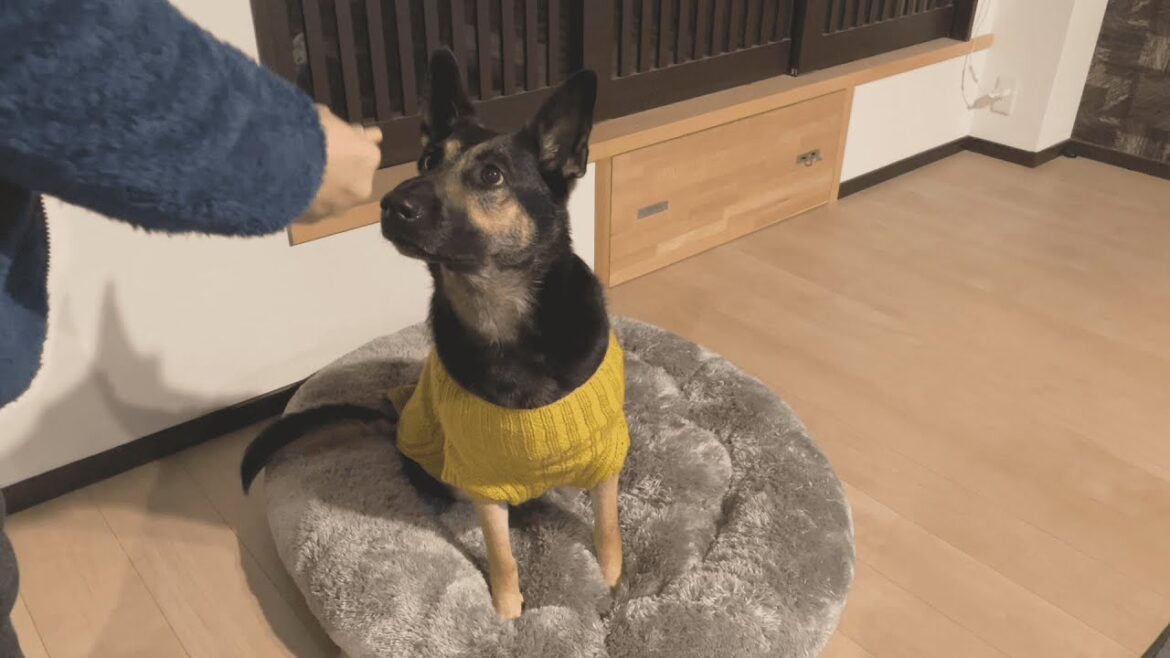 オヤツはモフモフベッドの上で食べたい愛犬。ベッドを隠してオヤツを見せると…？【ジャーマンシェパード】