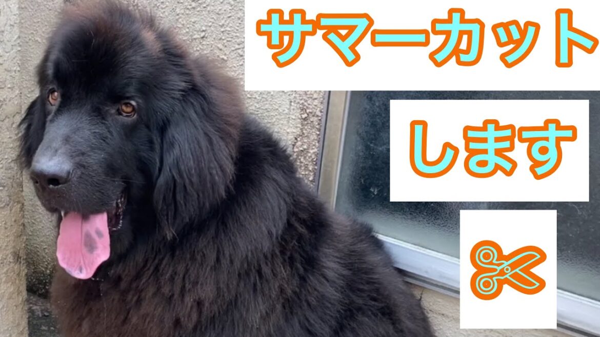 ニューファンドランド サマーカット トリミング グルーミング パパ頑張ります(ง •̀_•́)ง シャンプー ボス君 グレートデン クィーン 優しい巨人 多頭飼い