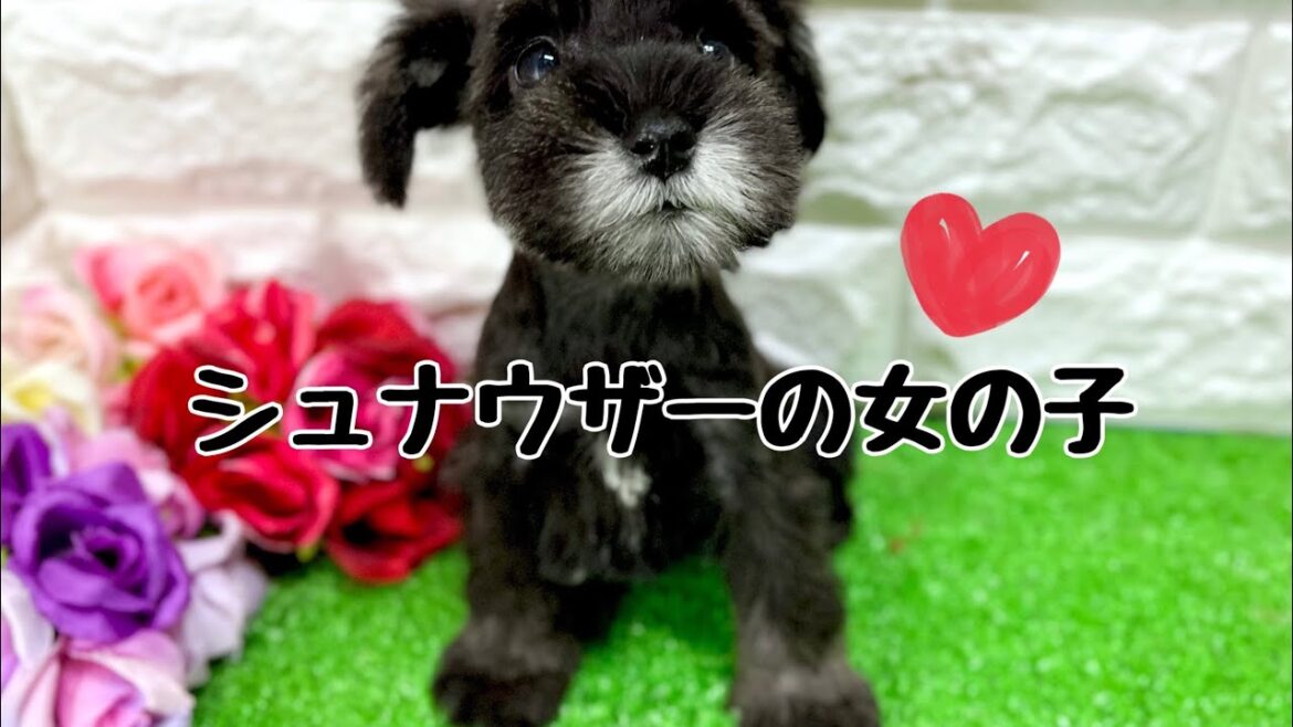 ミニチュアシュナウザーの子犬　（和歌山）