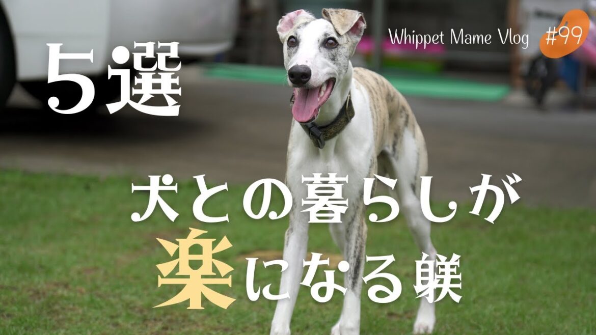 中型犬、大型犬を飼う人は絶対に教えておいたほうがいい躾 #99 中型犬、大型犬を飼う人は絶対に教えておいたほうがいい躾 #99