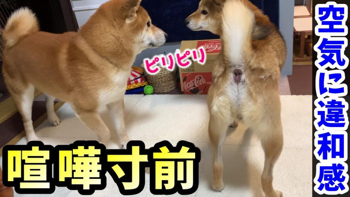 煽られると急にやる気を失う繊細な柴犬の行動