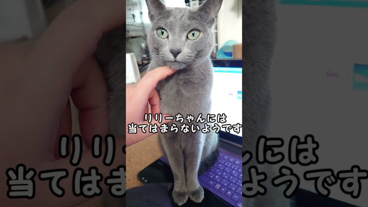 【猫動画】全然ボイスレスキャットじゃないロシアンブルー【russianbule】#shorts Not a voiceless cat at all Russian Blue 【猫動画】全然ボイスレスキャットじゃないロシアンブルー【russianbule】#shorts Not a voiceless cat at all Russian Blue