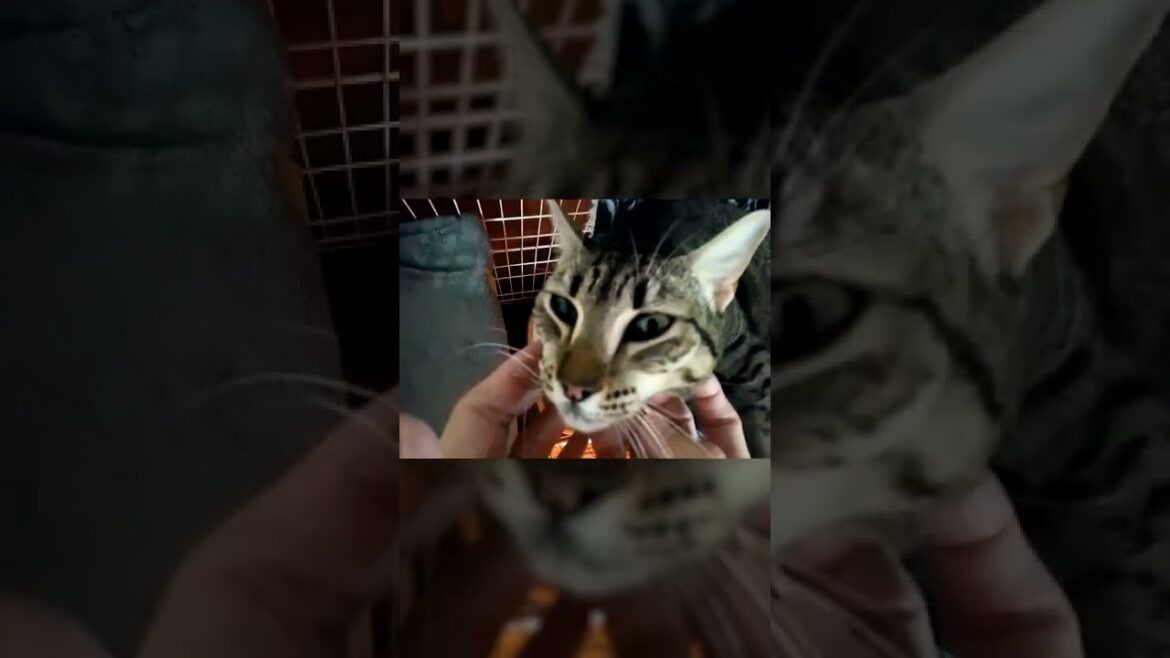 【主観】保護猫のエジプシャンマウさん!顎下を撫でられゴロゴロ 【主観】保護猫のエジプシャンマウさん!顎下を撫でられゴロゴロ