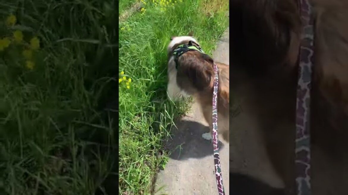 ラフコリーのお散歩