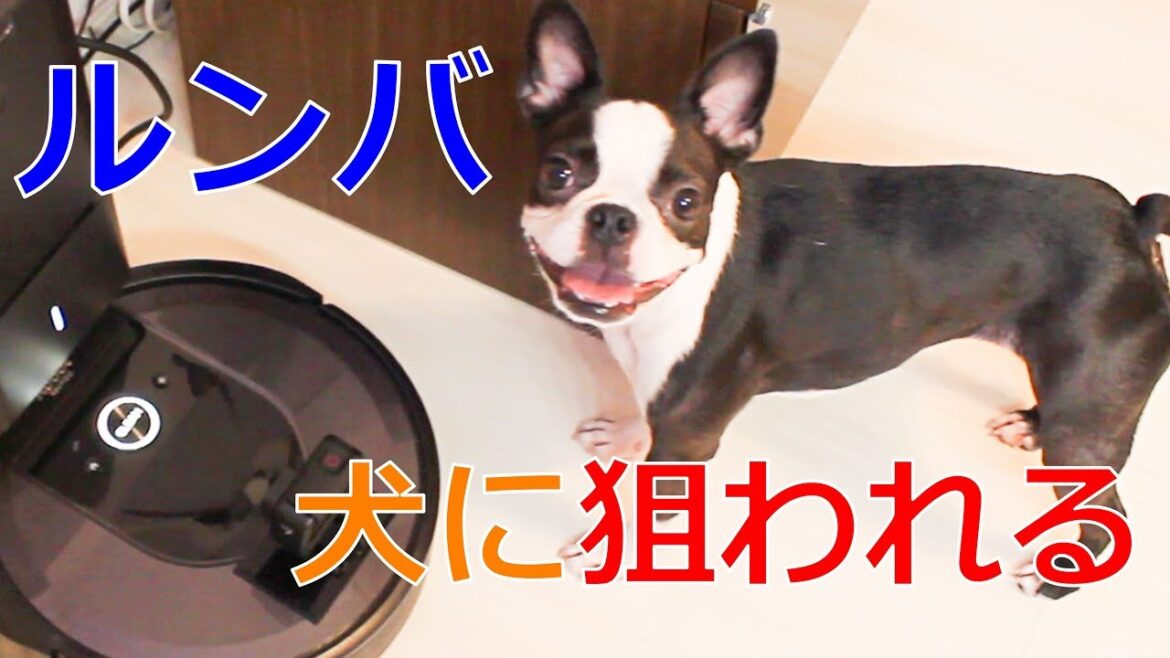 ルンバは敵？味方？ボストンテリアとフレンチブルドッグの反応がかわいい
