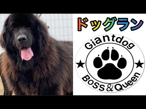 ドックラン ボス君クィーンちゃん😍 ニューファンドランドボス君 グレートデーンクィーンちゃん 渡辺ボス 大型犬 超大型犬 ドックラン ボス君クィーンちゃん😍 ニューファンドランドボス君 グレートデーンクィーンちゃん 渡辺ボス 大型犬 超大型犬