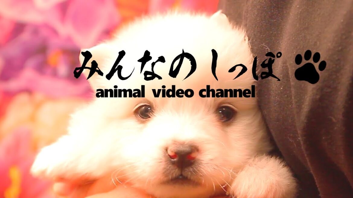 みんなのしっぽ＃19 子犬動画【日本スピッツ】（ Best Dog Videos - Japanese Spitz ）