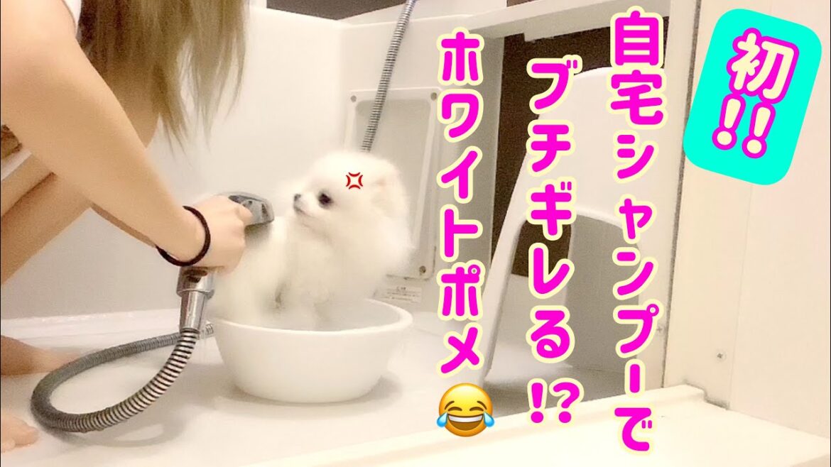 初めての自宅シャンプーでブチギレるホワイトポメラニアン