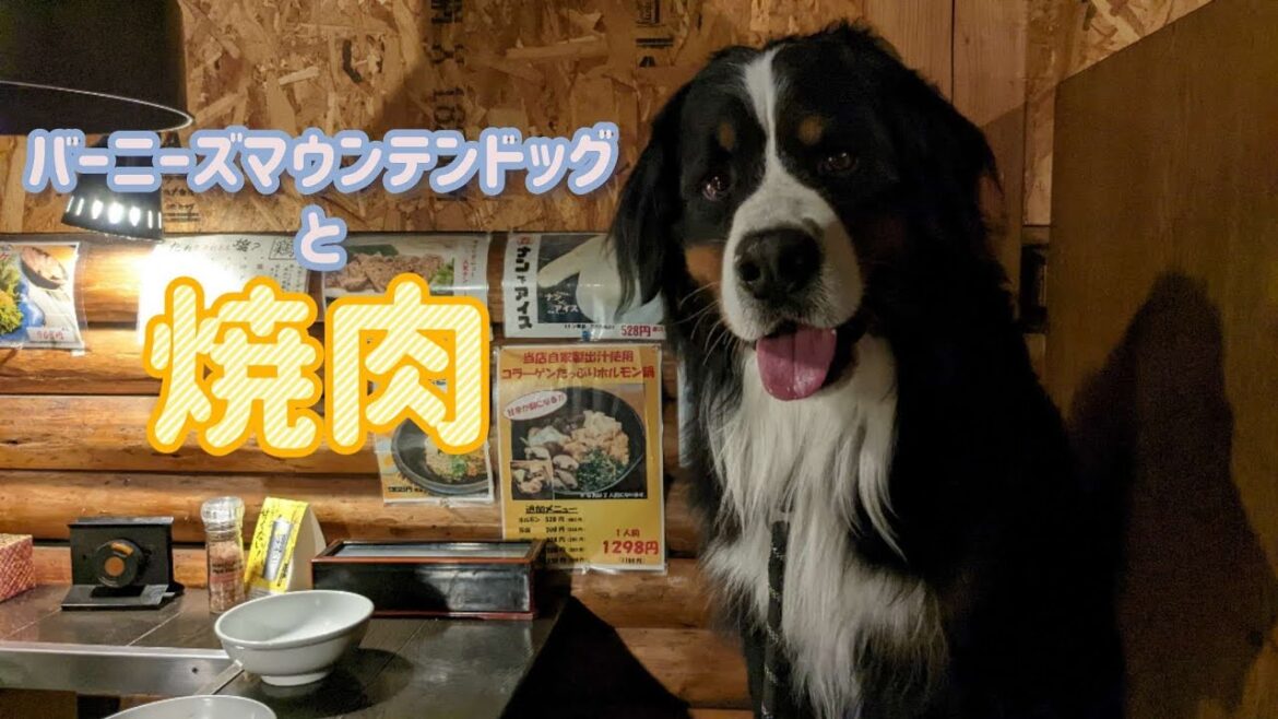 バーニーズマウンテンドッグと焼肉屋さん