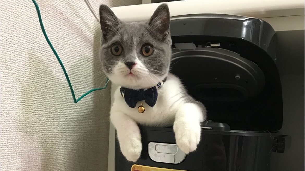 #10 新しい猫！？ みんと♂！？【ブリティッシュショートヘアー】