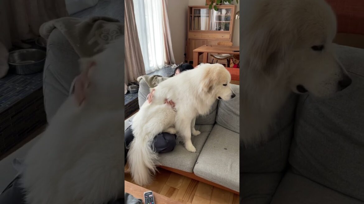 【グレートピレニーズ】自分のことを子犬だと思っている超大型犬