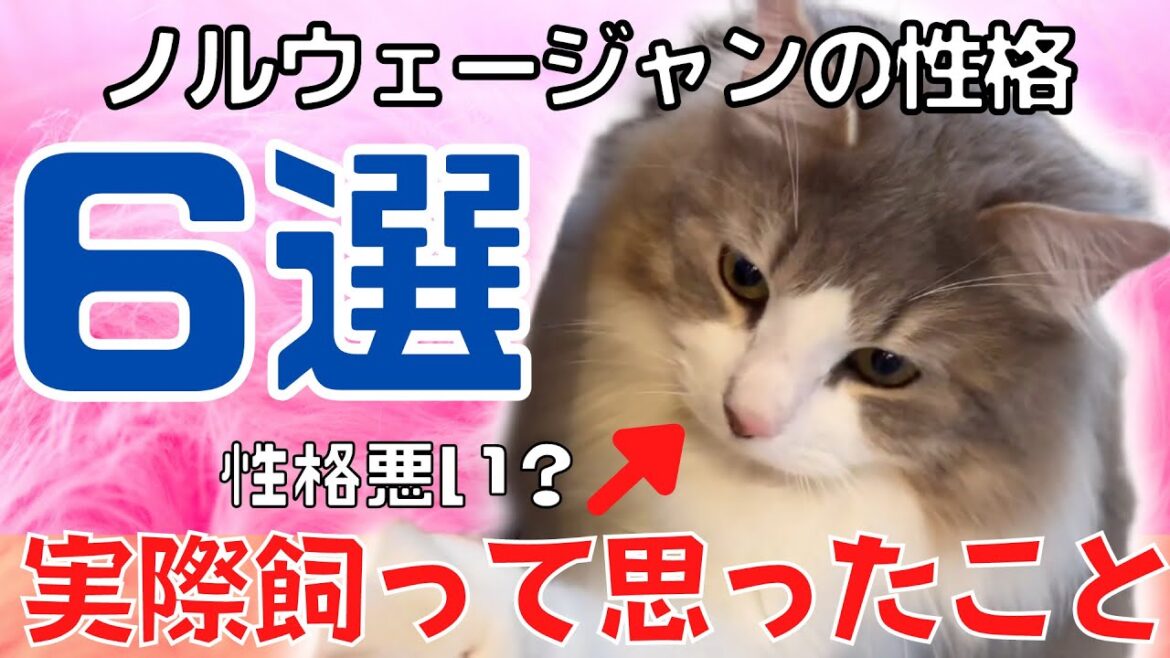 ノルウェージャンを選んだ理由6選。性格ver.【ノルウェージャンフォレストキャット】