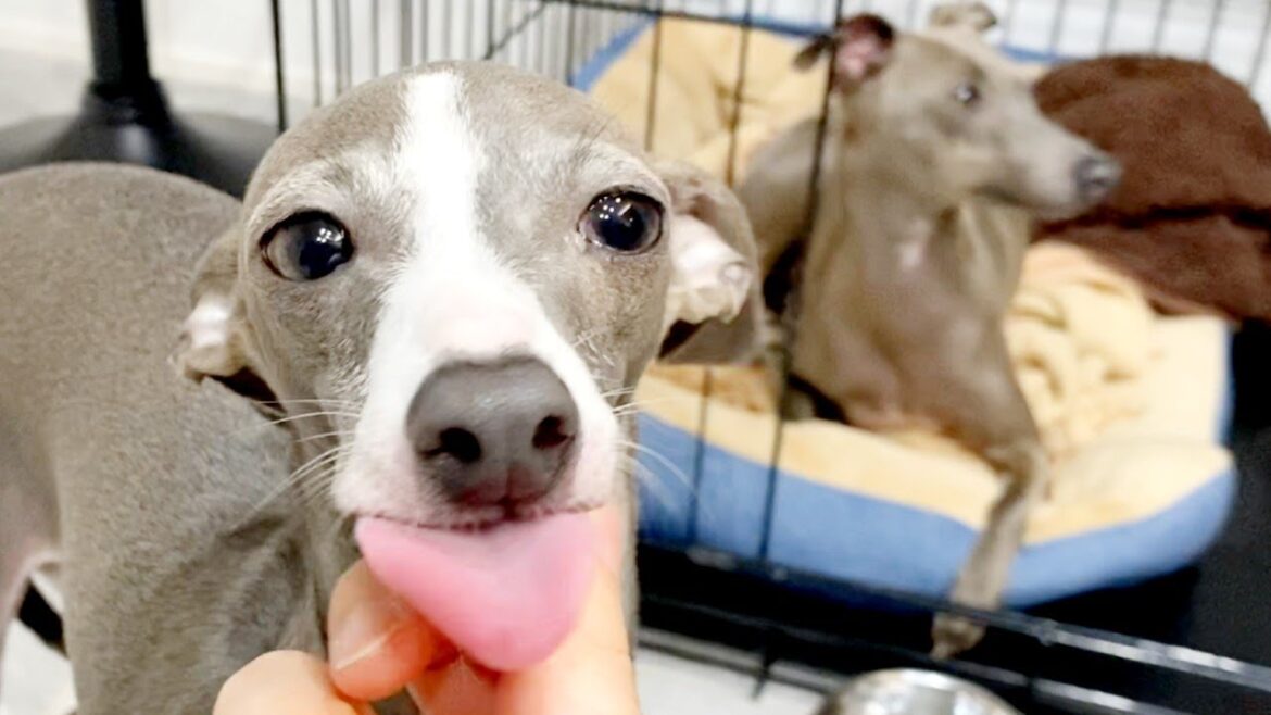 この犬、一筋縄ではいきません。【イタリアングレーハウンド】