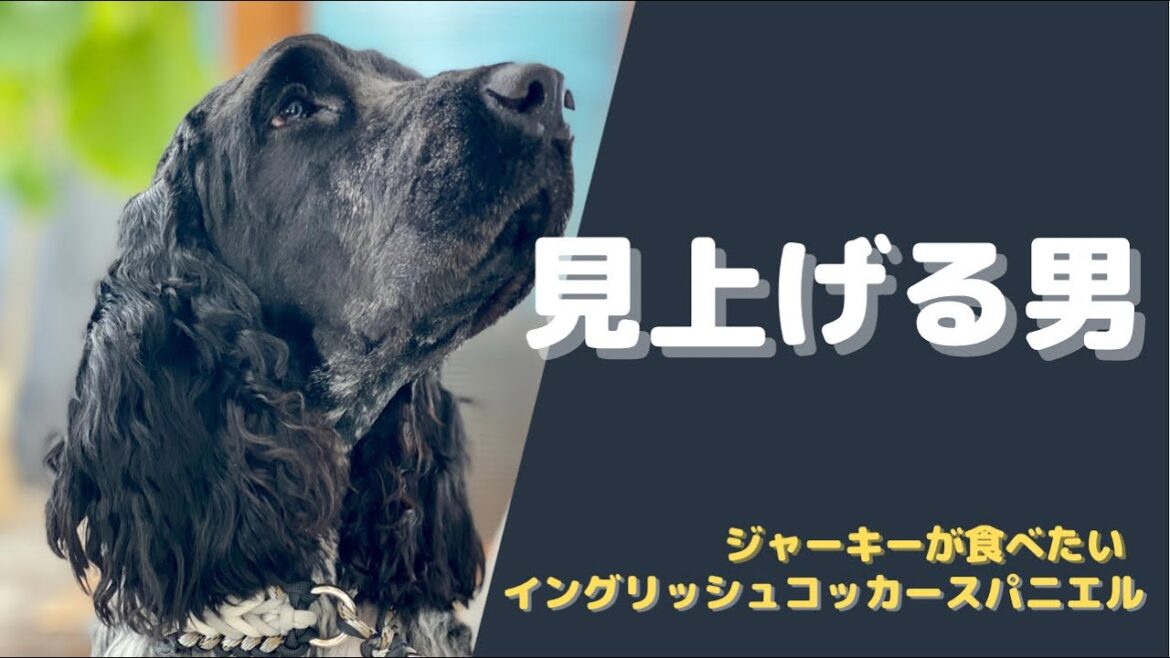 #36 見上げる男　鶏ジャーキーが食べたいイングリッシュコッカースパニエル