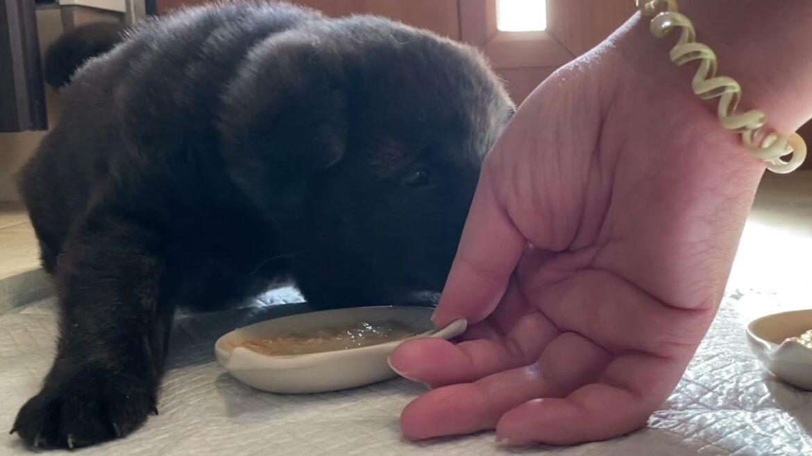【甲斐犬】生後1ヶ月の子犬に離乳食