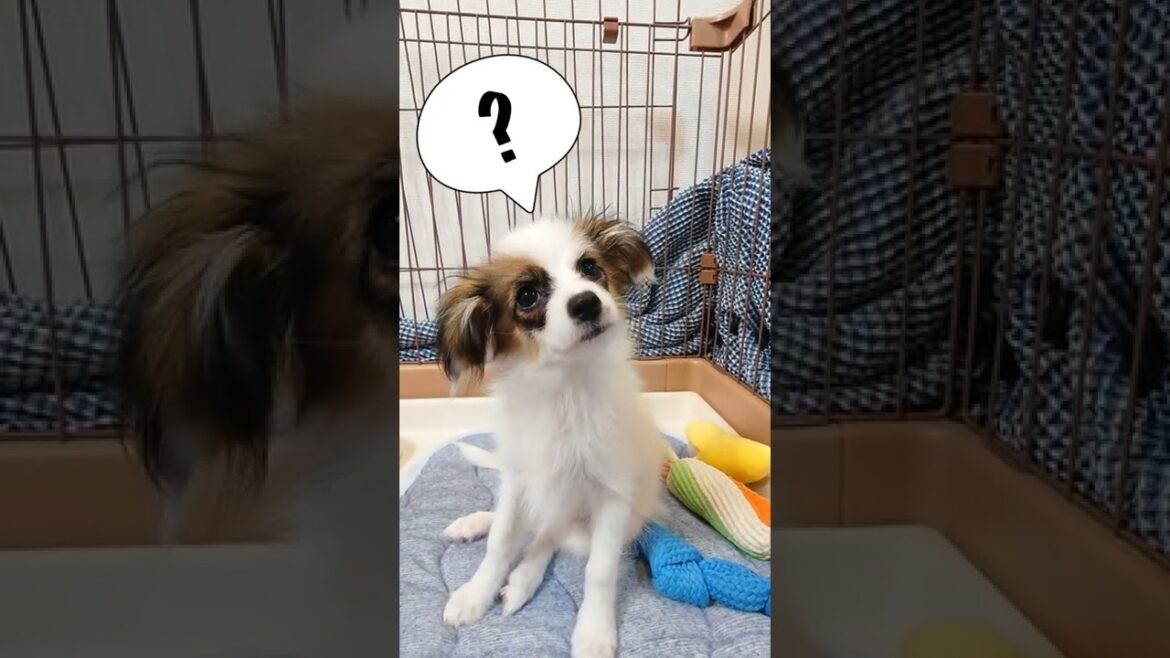 なんだろうな？不思議だな？子犬が可愛い