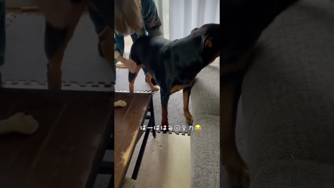 バーバが来ると耳がイカになるロットワイラー