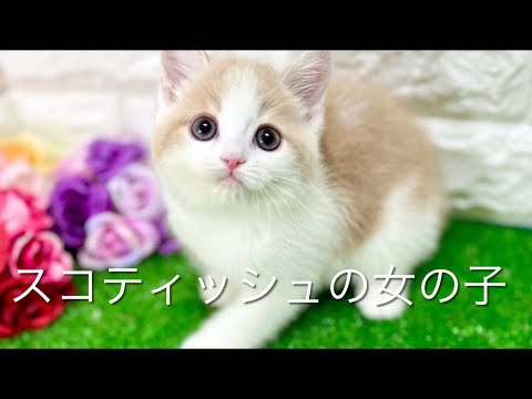 スコティッシュフォールドの子猫 (和歌山) スコティッシュフォールドの子猫 (和歌山)