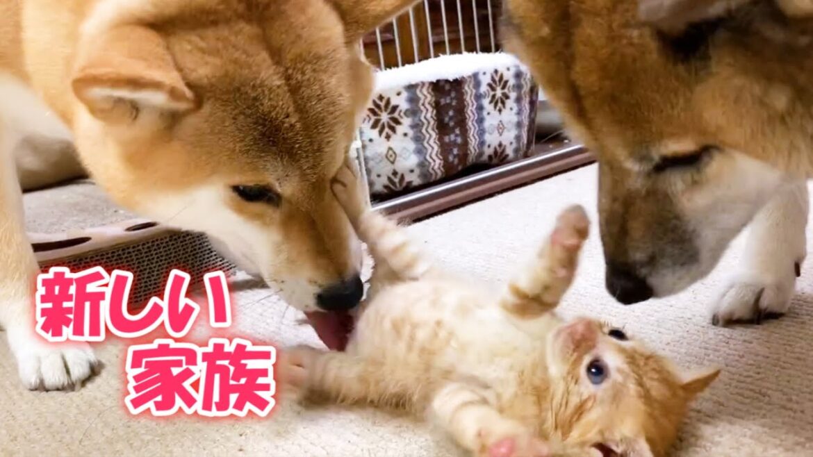 新しい家族！初めて柴犬と保護子猫のご対面♥　Kitten has joined a new family