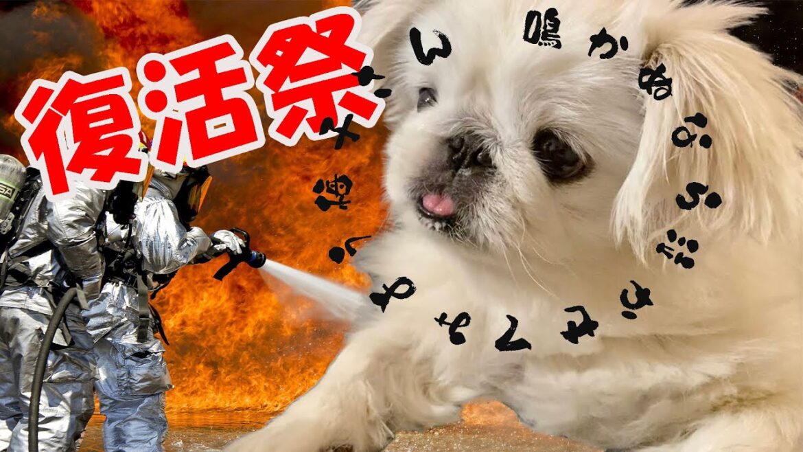 【ペキニーズ】梅子に荒療治！！　今夜は復活祭！鳴かぬなら泣かせてみよう梅子さん?