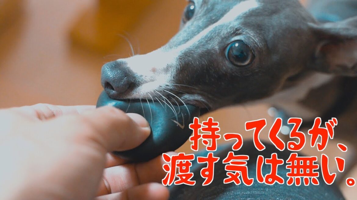ボール遊びがいまいち解ってない犬【イタリアングレーハウンド】
