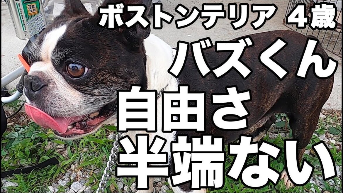 ボストンテリア 成犬‼️バズくんの自由さがすごかった。捕まえるのみんな必死😂