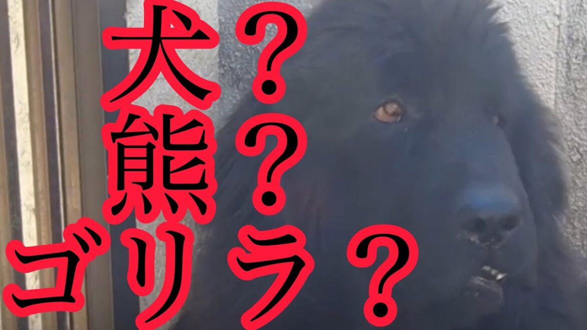 超大型犬のいる暮らし♡ ニューファンドランド ボス君 グレートデーン クィーンちゃん giant dog BOSS＆Queen newfoundland dog Great Dane dog 渡辺ボス