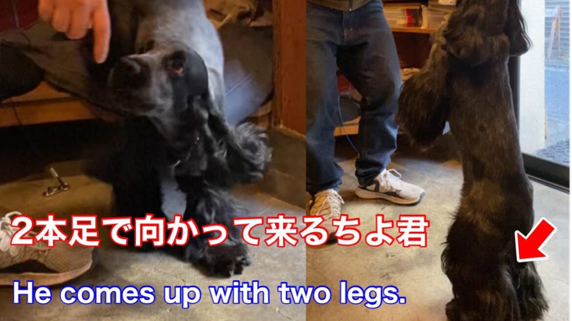 【踏ん張る】2本足で向かってくるイングリッシュコッカースパニエル【ちよ君】癒し  #Shorts
