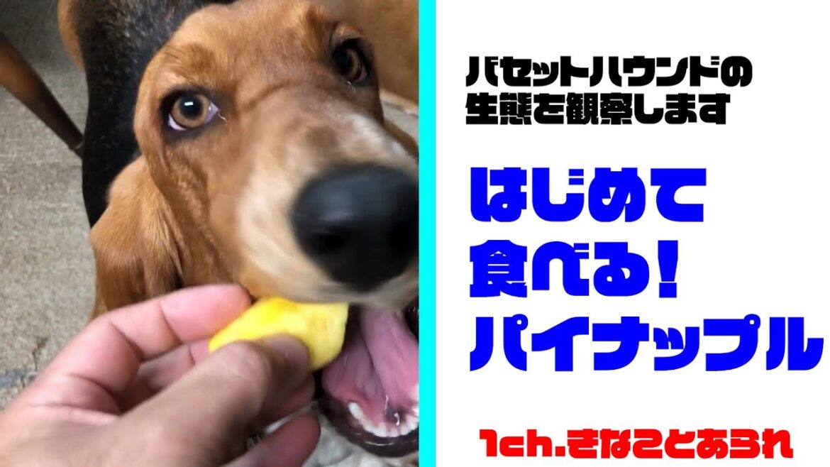 バセットハウンドの生態を観察します。はじめて食べる！パイナップル