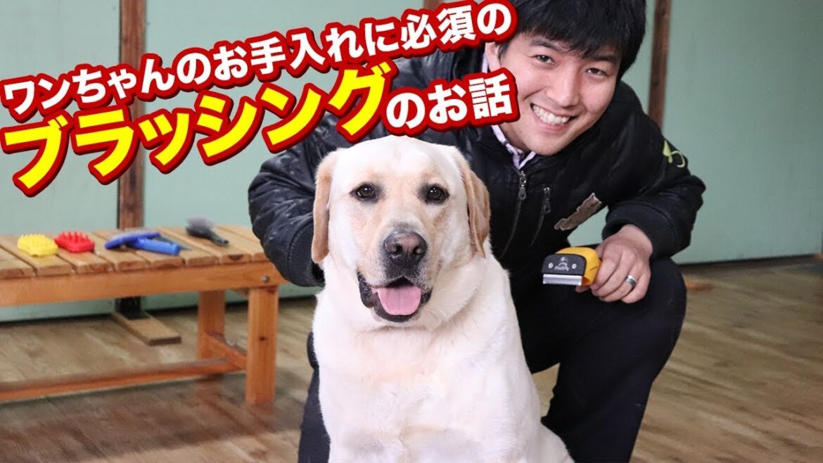 短毛犬ワンちゃんのブラッシングのお話！ラブラドールレトリバー、パグ、フレンチブルドッグ、ボストンテリア、ビーグルなどのお手入れに